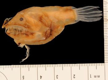Media type: image;   Ichthyology 76592 Aspect: lateral